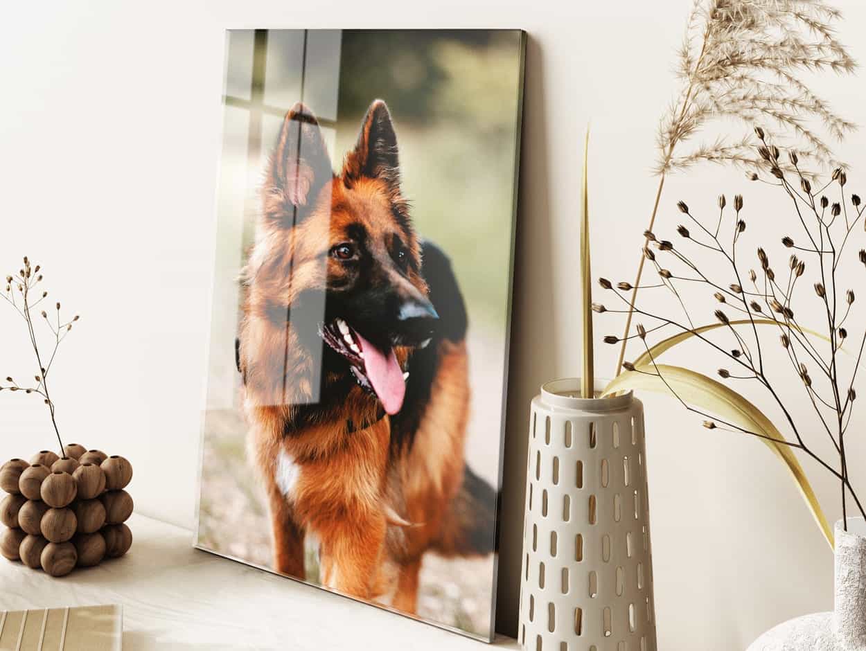 Image of a dog on plexiglass