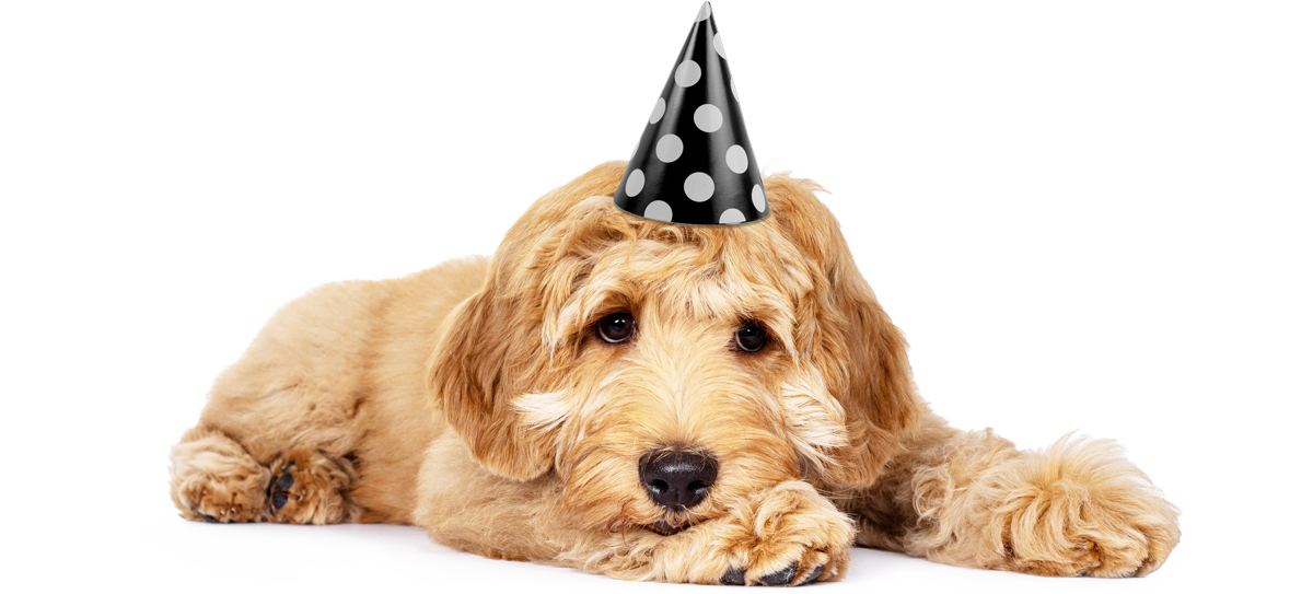 Sweet dog Tom with a party hat